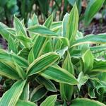 Carex siderosticha 'Island Brocade' - Zegge