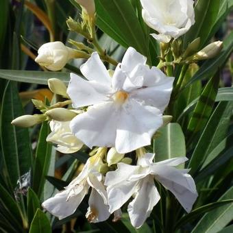 Nerium oleander