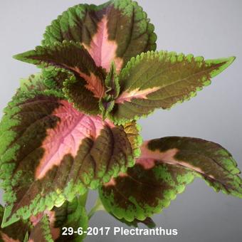 Plectranthus scutellarioides