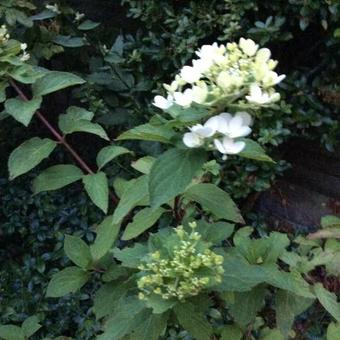 Hydrangea paniculata 'Limelight'