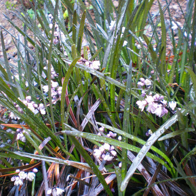 Slangebaard - Ophiopogon planiscapus 'Niger