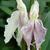 Roscoea x beesiana