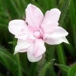 Rhodohypoxis baurii 'Lily Jean' - Sterretjesgras, Roodsterretje