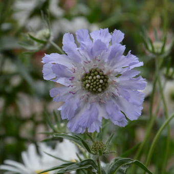 Scabiosa caucasica 'Perfecta'