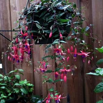 Fuchsia 'Wilma Versloot'