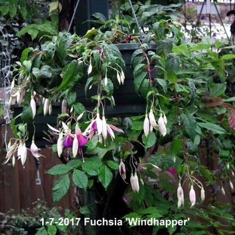 Fuchsia 'Windhapper'