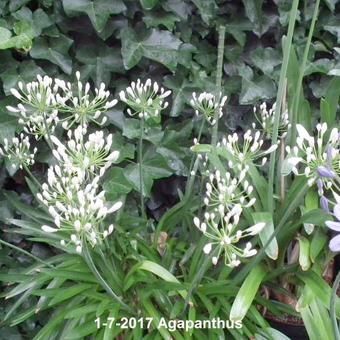 Agapanthus