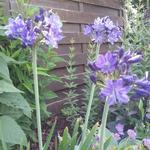 Agapanthus 'Maurice' - Afrikaanse lelie