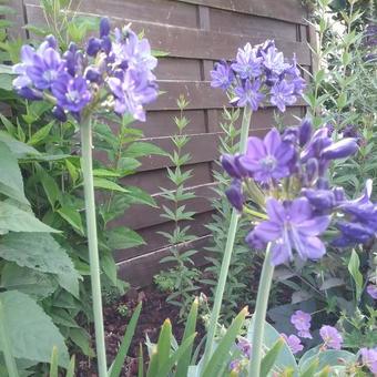 Agapanthus 'Maurice'