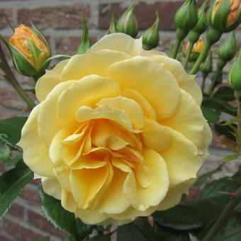 Rosa 'Foxtrot'