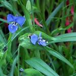 Commelina dianthifolia - Dagbloem