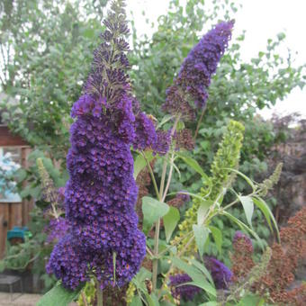 Buddleja davidii 'Adonis Blue'