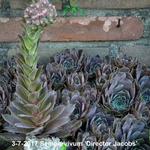 Sempervivum 'Director Jacobs' - Huislook