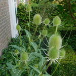 Dipsacus fullonum - Grote kaardebol, Weverskaarde