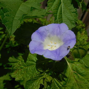 Nicandra physalodes