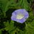 Nicandra physalodes