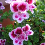 Pelargonium 'Mosquitaway Lizzy' - Geranium, Citroengeranium