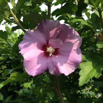 Hibiscus syriacus 'Woodbridge'