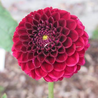 Dahlia 'Natal'