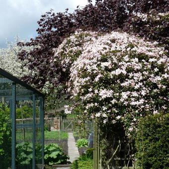 Clematis montana 'Mayleen'