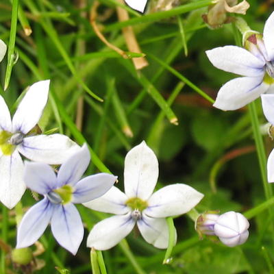 Isotoma - Isotoma fluviatilis