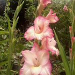 Gladiolus 'Priscilla' - Gladiool