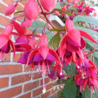 Fuchsia 'Charming'