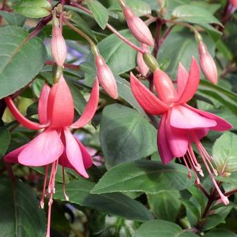 Fuchsia 'Display'