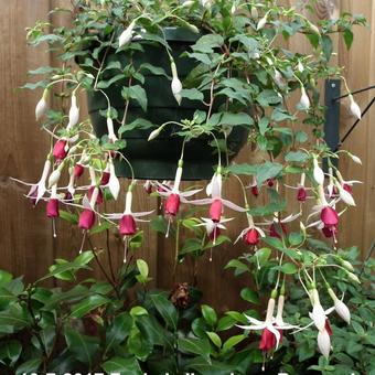 Fuchsia 'Land van Beveren'