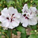 Hibiscus syriacus 'Speciosus' - Altheastruik