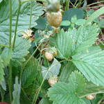 Fragaria vesca 'Yellow Wonder' - Gele bosaardbei