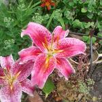 Lilium 'Star Gazer' - Lelie