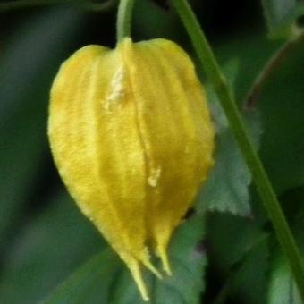 Clematis tangutica