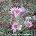 Sempervivum marmoreum - Huislook