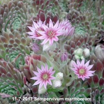 Sempervivum marmoreum