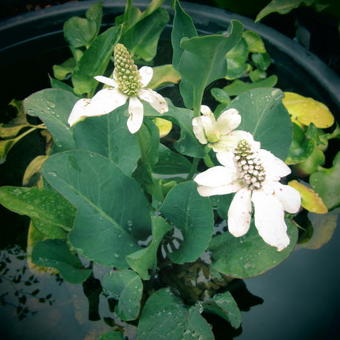 Anemopsis californica