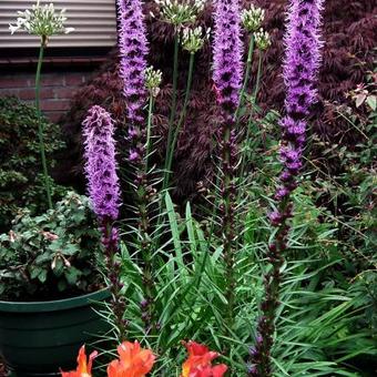 Liatris elegans