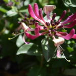 Lonicera periclymenum 'Chic et Choc' - Dwergkamperfoelie