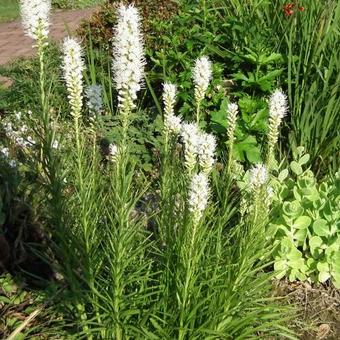 Liatris spicata 'Alba'