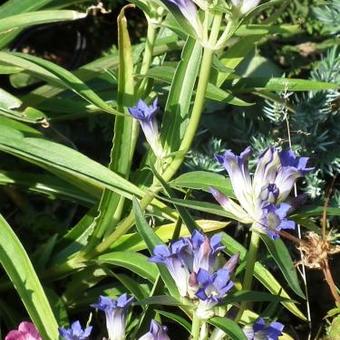 Gentiana dahurica