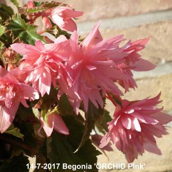 Begonia 'ORCHID Pink'