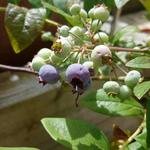 Vaccinium corymbosum 'Blue Jay' - Blauwe bes