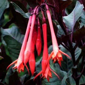 Fuchsia triphylla 'Gartenmeister Bonstedt'