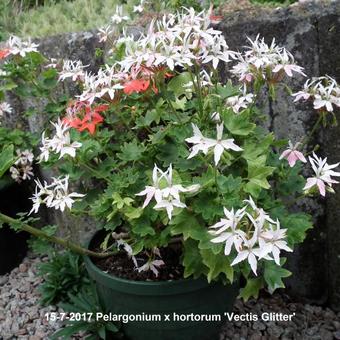 Pelargonium x hortorum 'Vectis Glitter' (stellartype)