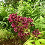 Phlox paniculata 'Red Feelings' - Vlambloem