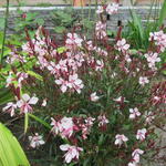 Gaura lindheimeri 'GAUDI Pink' - Prachtkaars