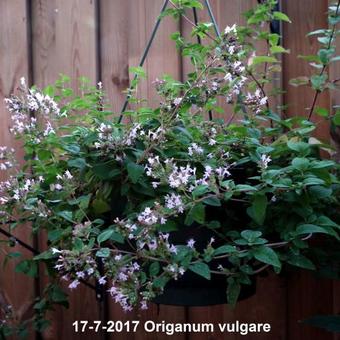 Origanum vulgare