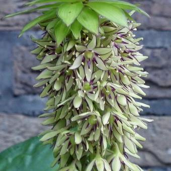 Eucomis bicolor