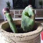 Opuntia ficus-indica - Vijgcactus