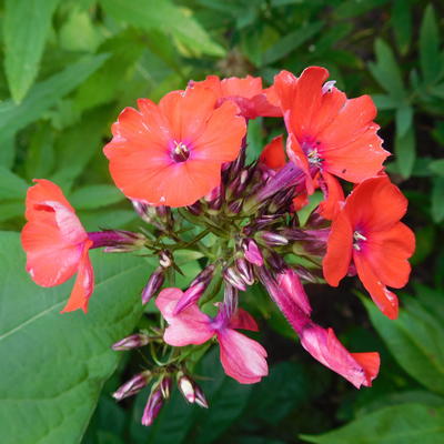 Vlambloem, floks - Phlox paniculata 'Orange Perfection'